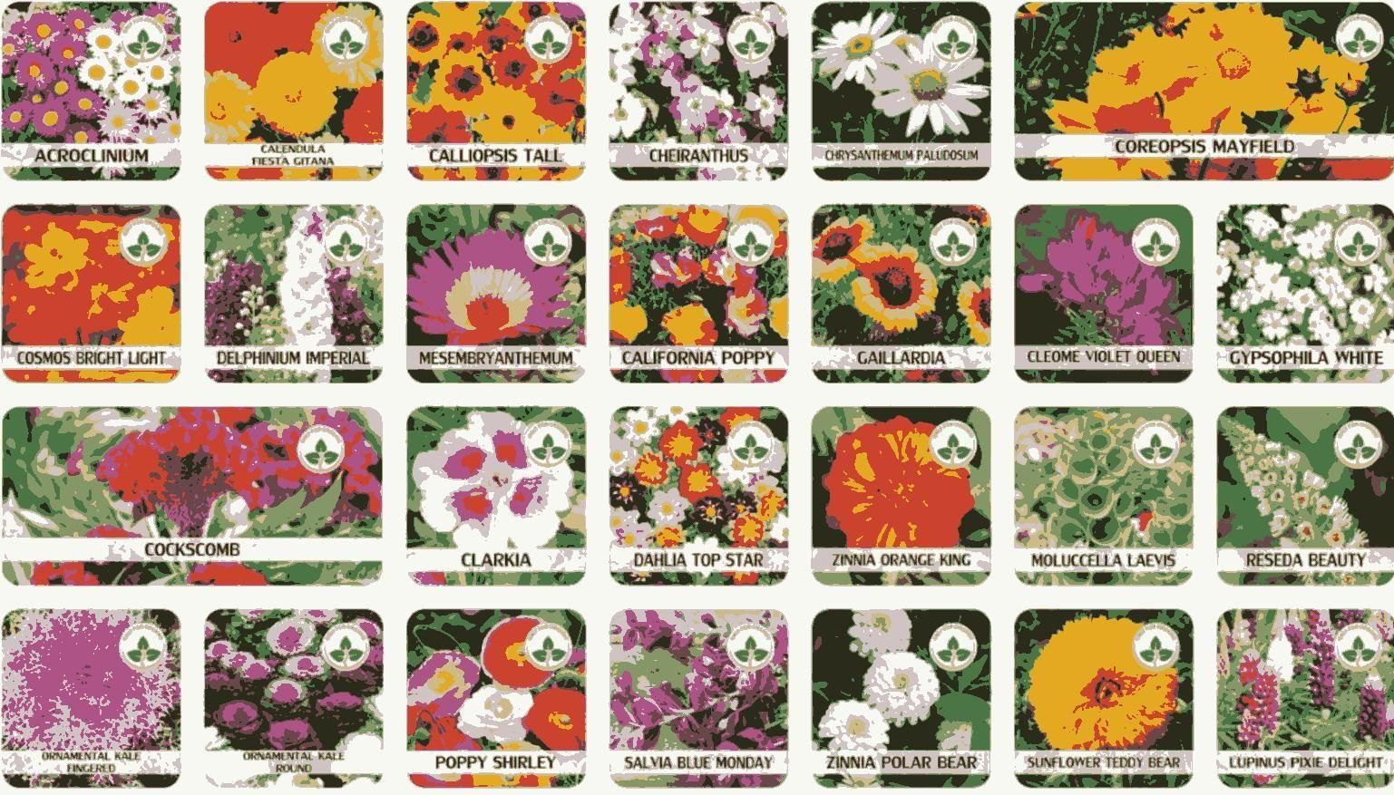 Blossom Bliss: 100-Variety Premium Flower Seed Pack + Complimentary Growth Booster 🌷